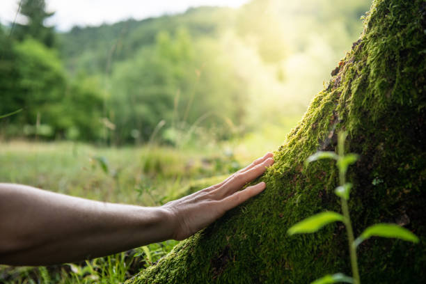 Best Root Management and Removal  in Blytheville, AR